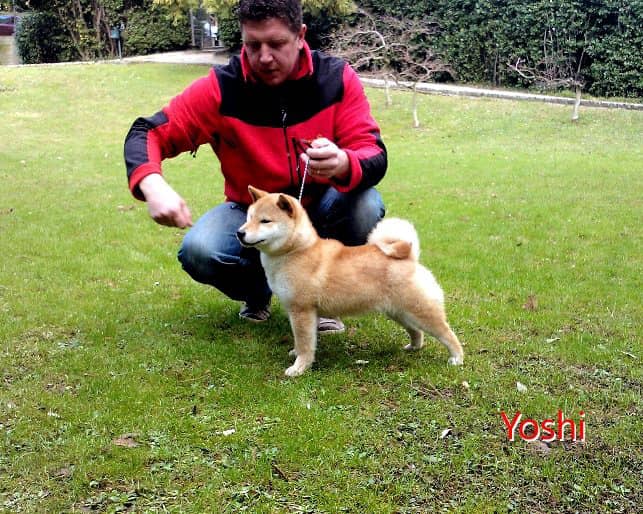 Shiba-Inu-Kennel-Croatia-Hi-No-Arashi-Joshi-gal1-min