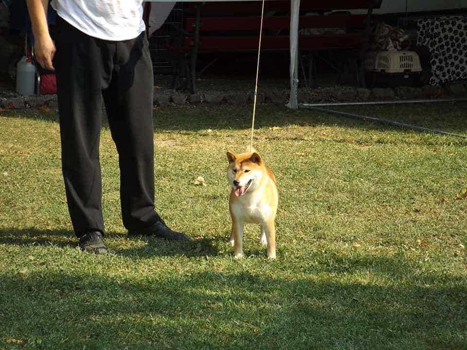 Shiba-Inu-Kennel-Croatia-Hi-No-Arashi-Joshi-gal2-min