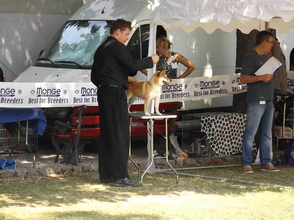 Shiba-Inu-Kennel-Croatia-Hi-No-Arashi-Joshi-gal3-min