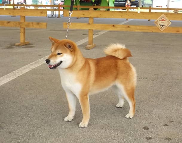 Shiba-Inu-Kennel-Croatia-Hi-No-Arashi-Joshi-gal4-min