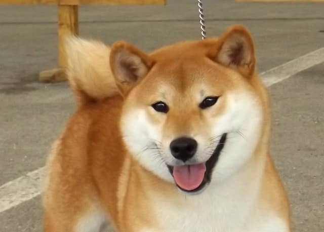 Shiba-Inu-Kennel-Croatia-Hi-No-Arashi-Joshi-gal5-min