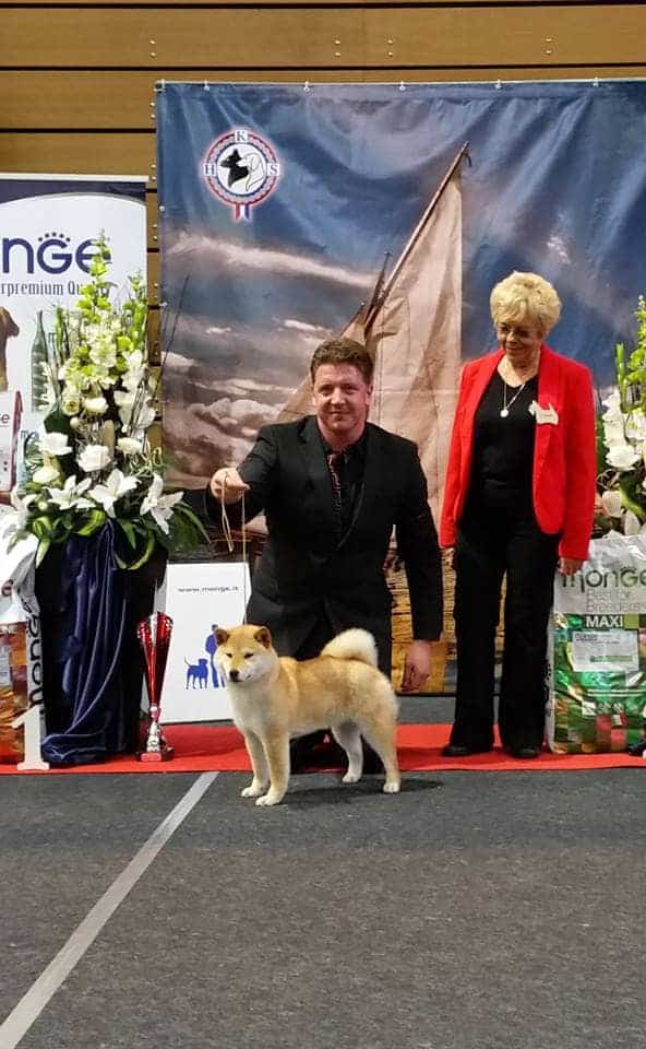 Shiba-Inu-Kennel-Croatia-Hi-No-Arashi-Joshi-gal7-min