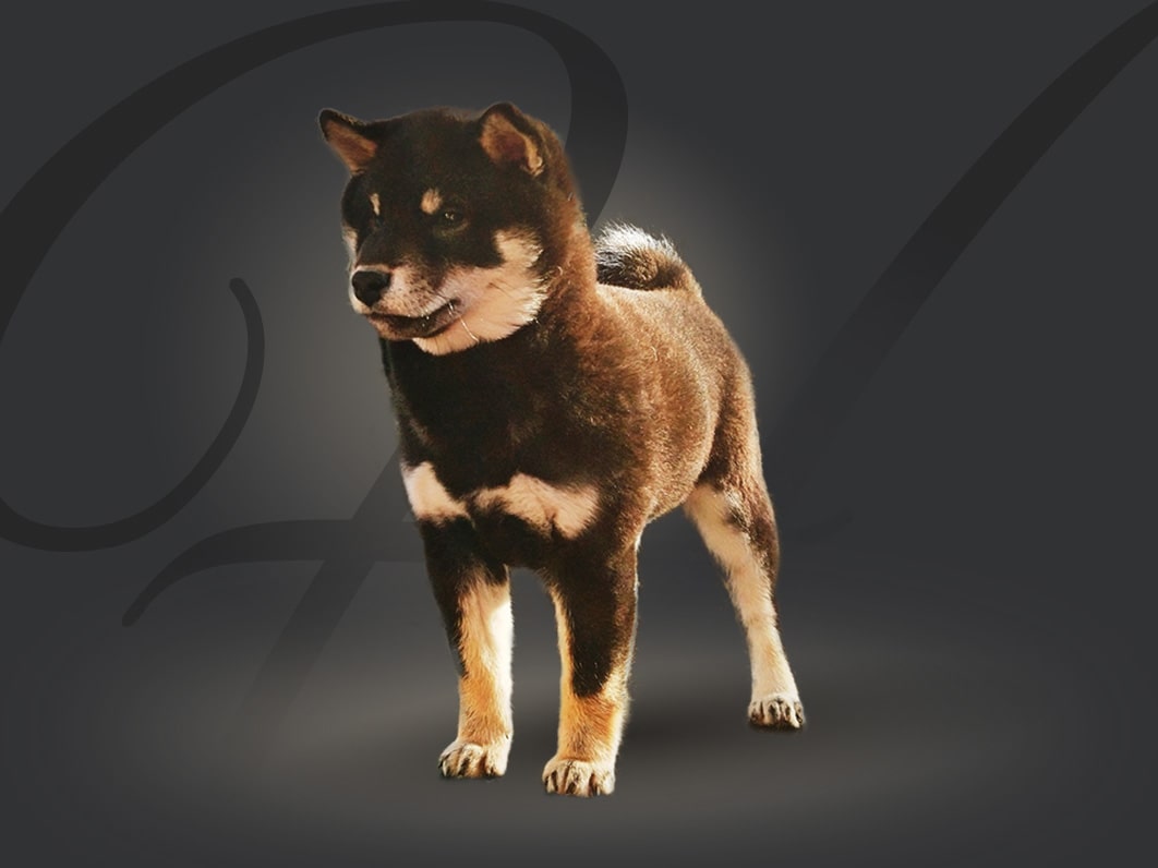 Shiba-Inu-Hi-No-Arashi-Mei-Profile-Picture-min