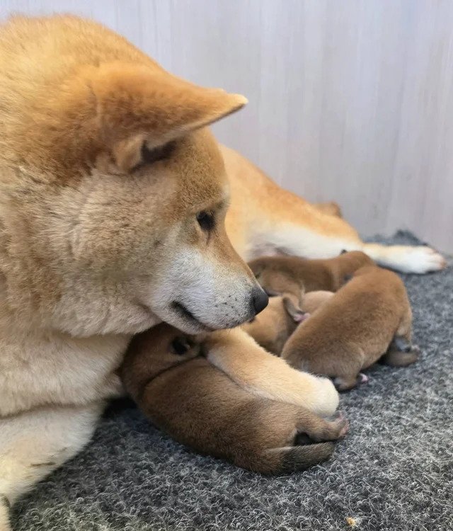 Hi No Arashi Puppies 1