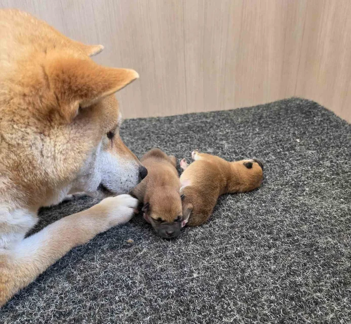 Hi No Arashi Puppies 2
