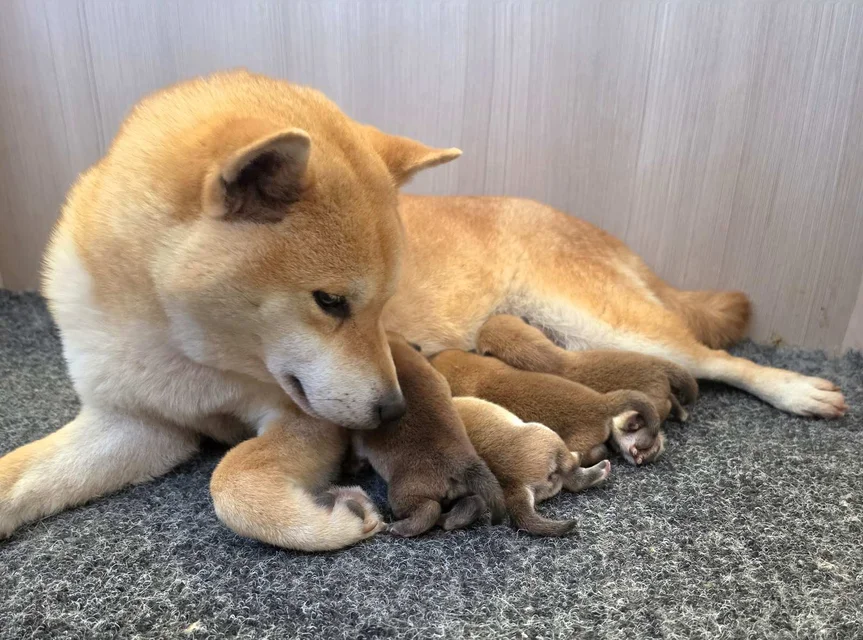 Hi No Arashi Puppies 3