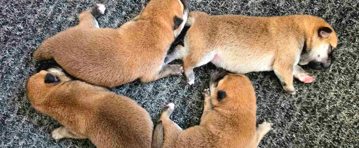 Shiba-Inu-Puppies-Hi-No-Arashi-Kennel-Puppies 2026